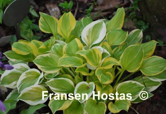 Hosta Heavenly Tiara